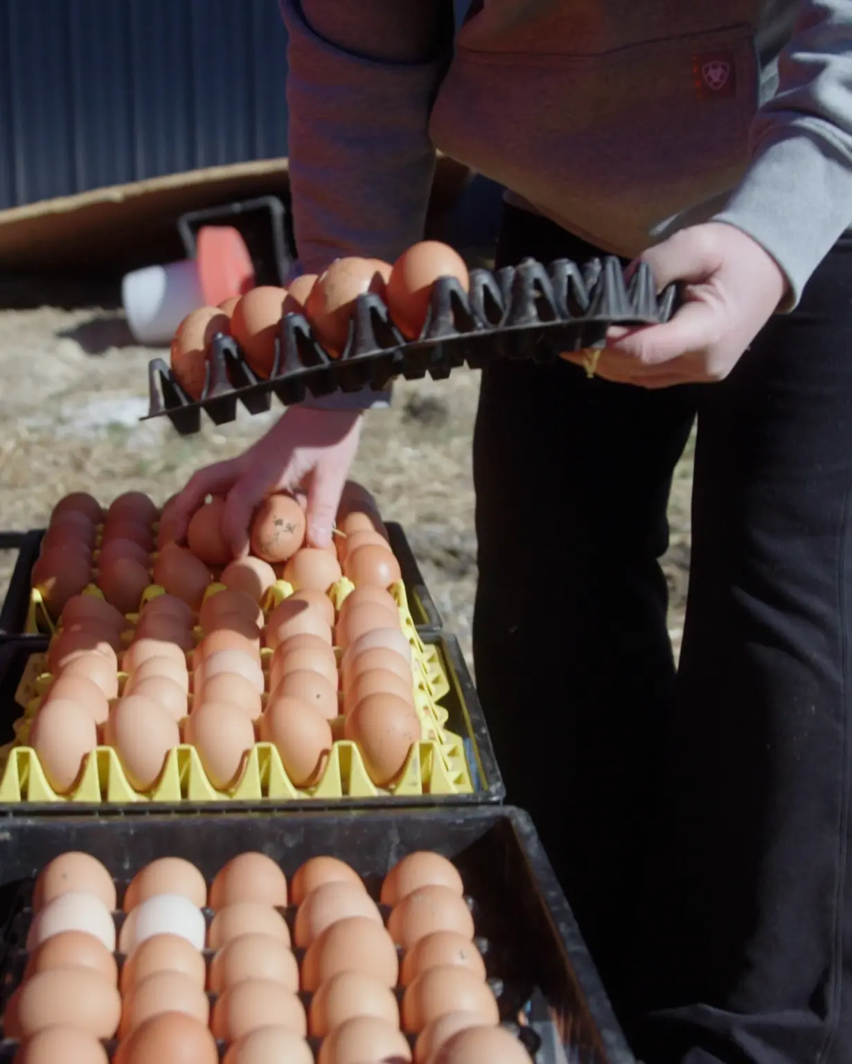 Worker loading trays of organic eggs onto a utility vehicle.