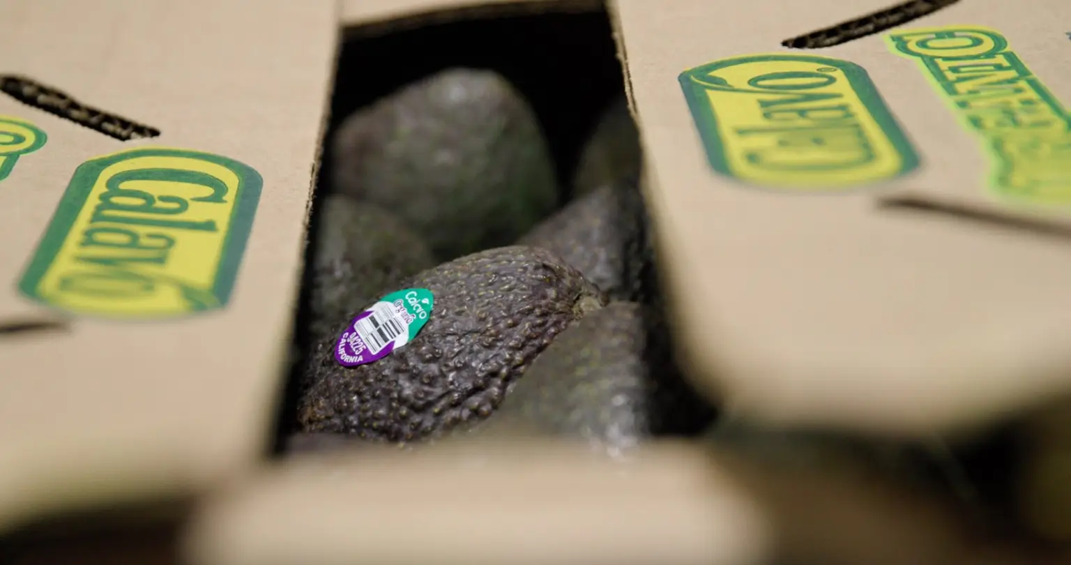 Organic avocados with produce stickers packed in open cardboard boxes.